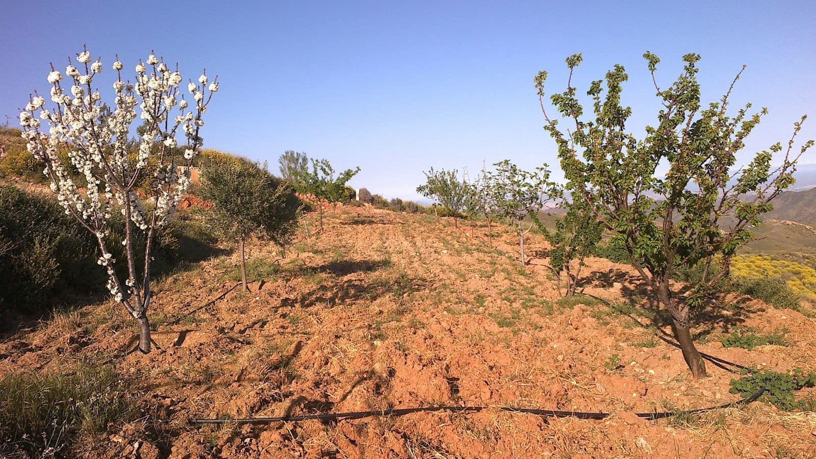 Finca/Country House for sale in Lubrin - € 240,000 (Ref: 9446520)