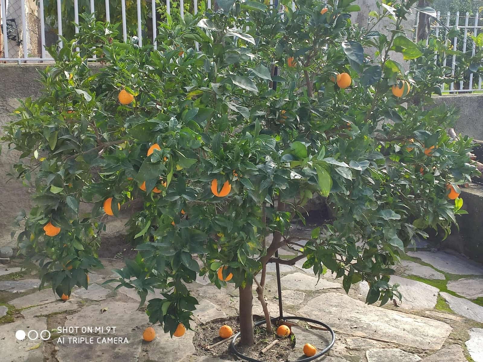 Byggegrund til salg i Lubrin - € 234.000 (Ref: 9446554)