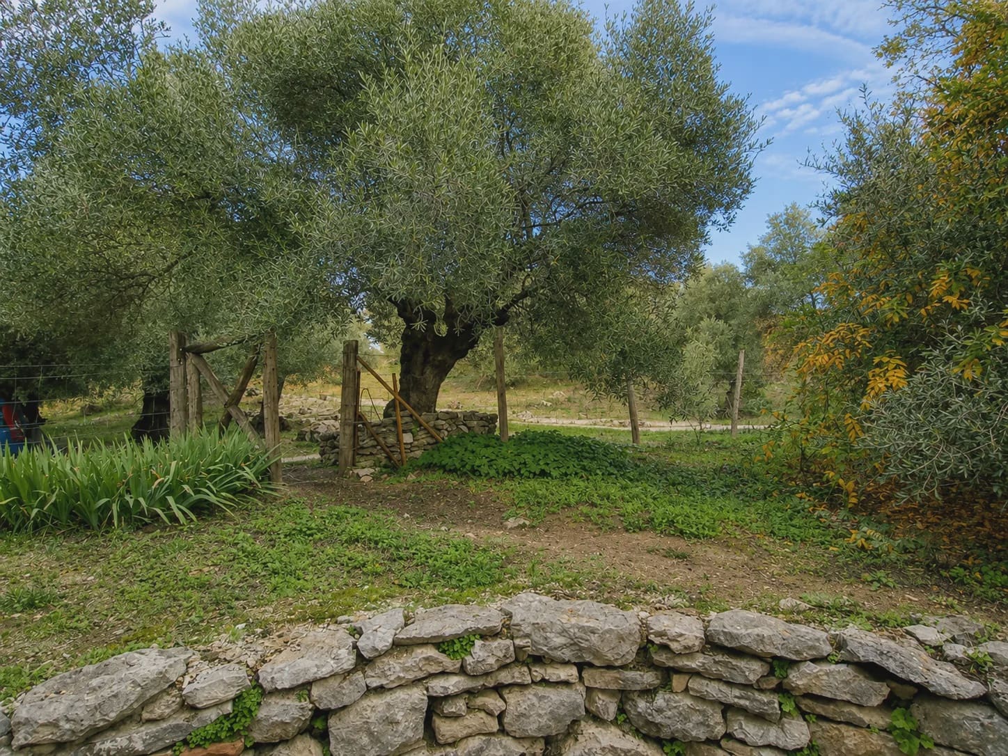 3 chambre Finca/Maison de Campagne à vendre à Algatocin avec piscine - 495 000 € (Ref: 10022973)