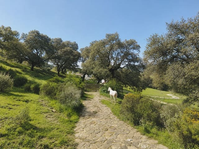 4 chambre Finca/Maison de Campagne à vendre à Cortes de la Frontera avec piscine garage - 3 950 000 € (Ref: 10022983)