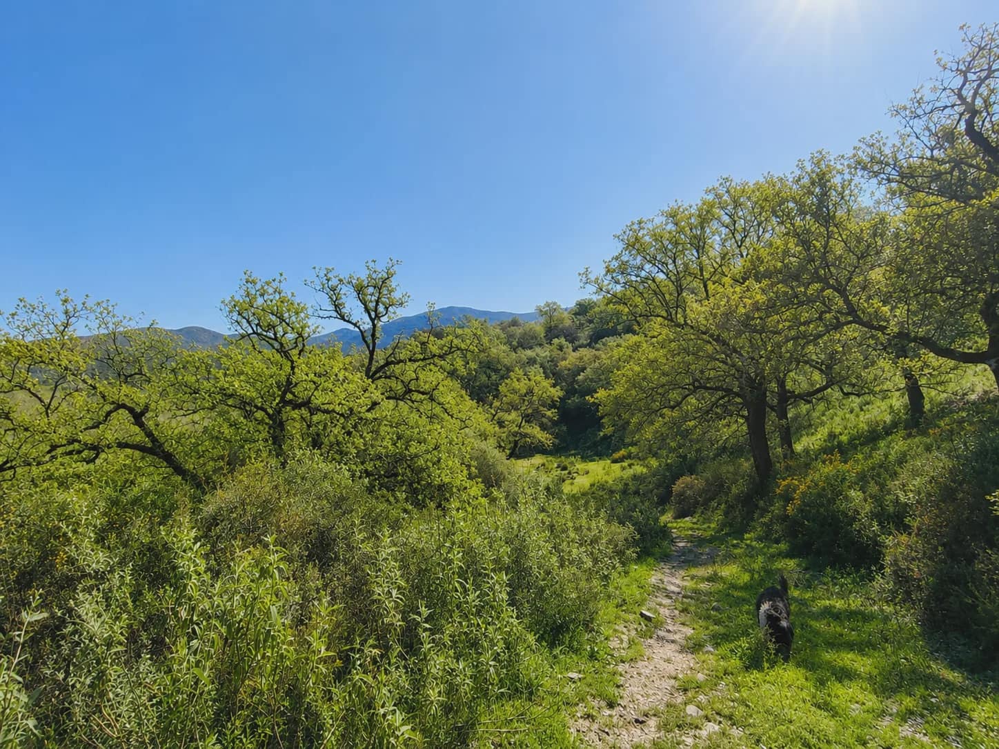 4 chambre Finca/Maison de Campagne à vendre à Cortes de la Frontera avec piscine garage - 3 950 000 € (Ref: 10022983)