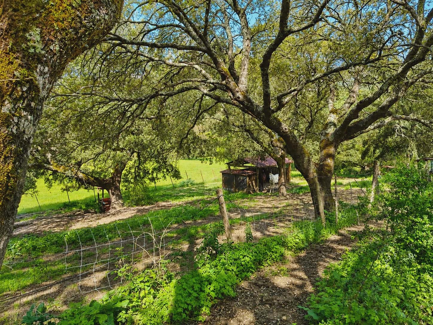 4 chambre Finca/Maison de Campagne à vendre à Cortes de la Frontera avec piscine garage - 3 950 000 € (Ref: 10022983)