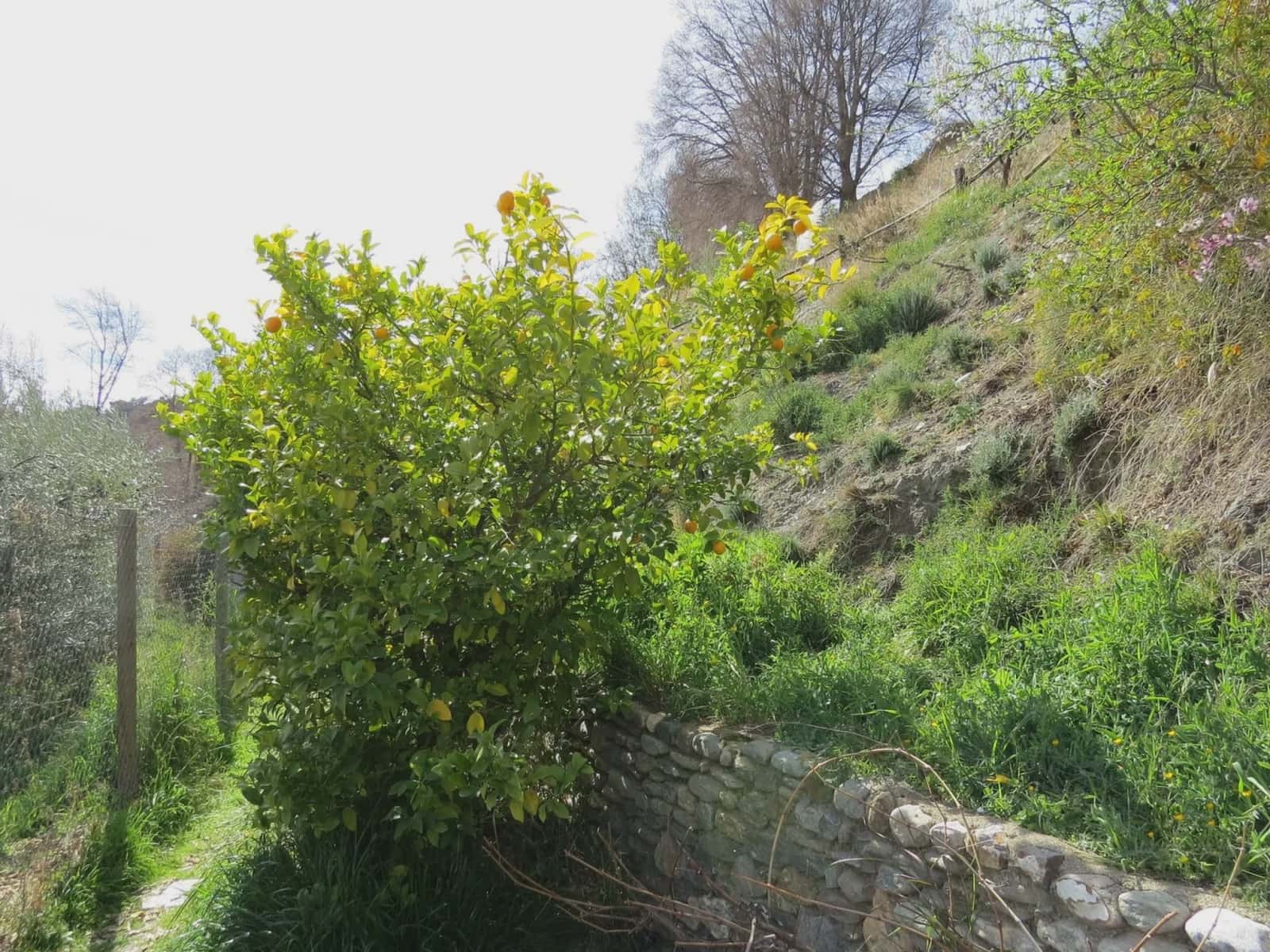 Finca/Casa Rural de 3 habitaciones en Bérchules en venta con garaje - 199.500 € (Ref: 10082188)