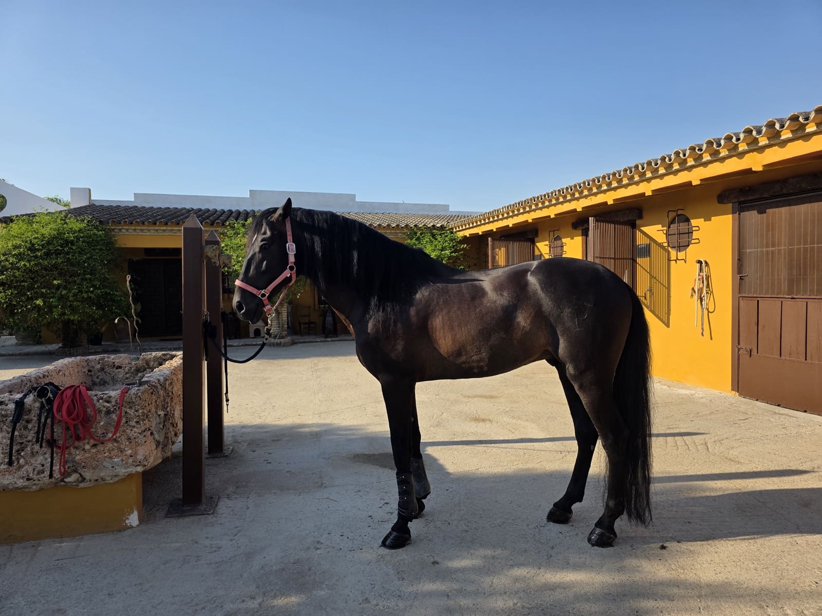 Finca/Casa Rural de 5 habitaciones en Morón de la Frontera en venta con piscina - 699.000 € (Ref: 10099139)