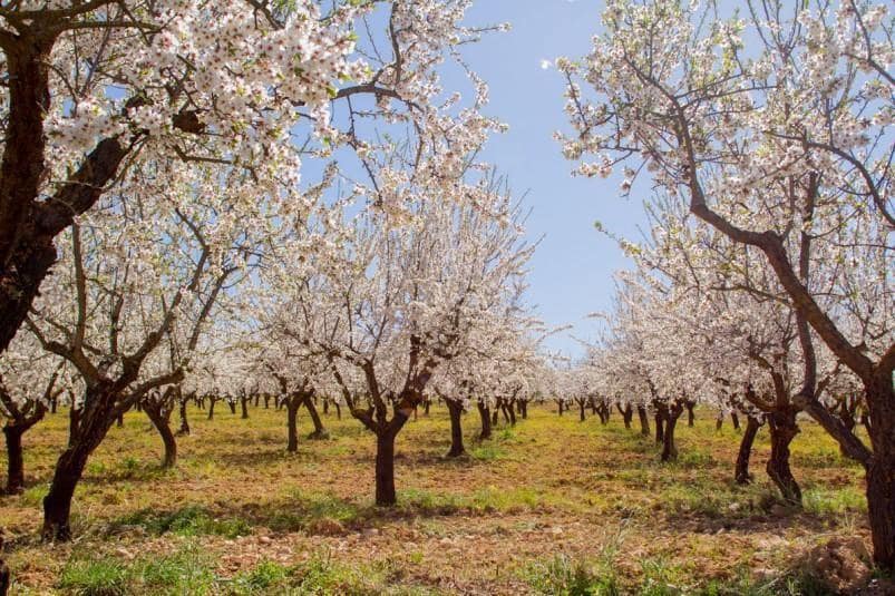20 soveværelse Hotel til salg i La Zubia med swimmingpool - € 2.500.000 (Ref: 5455720)
