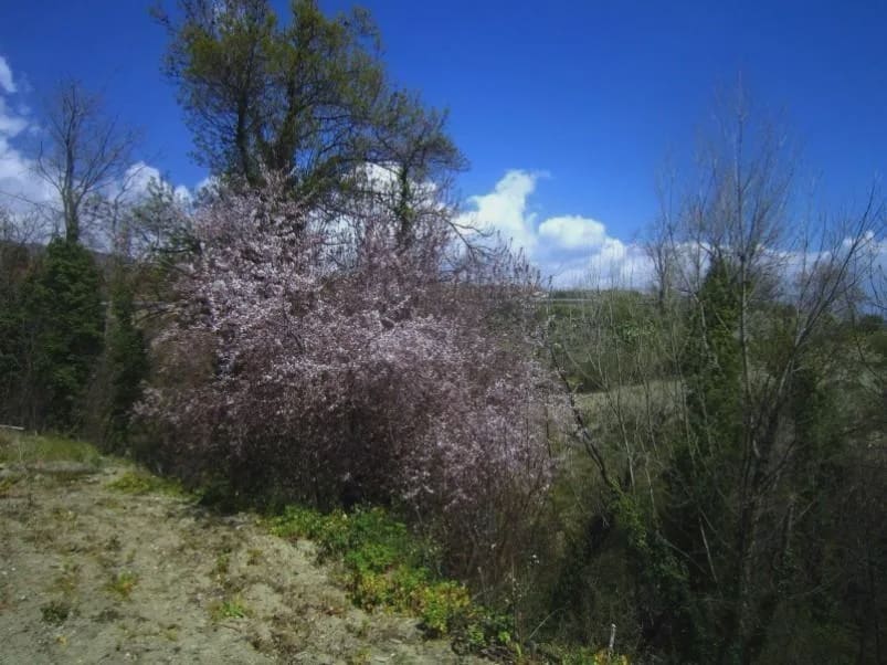 3 sypialnia Finka/Dom wiejski na sprzedaż w Yegen - 250 000 € (Ref: 5455752)