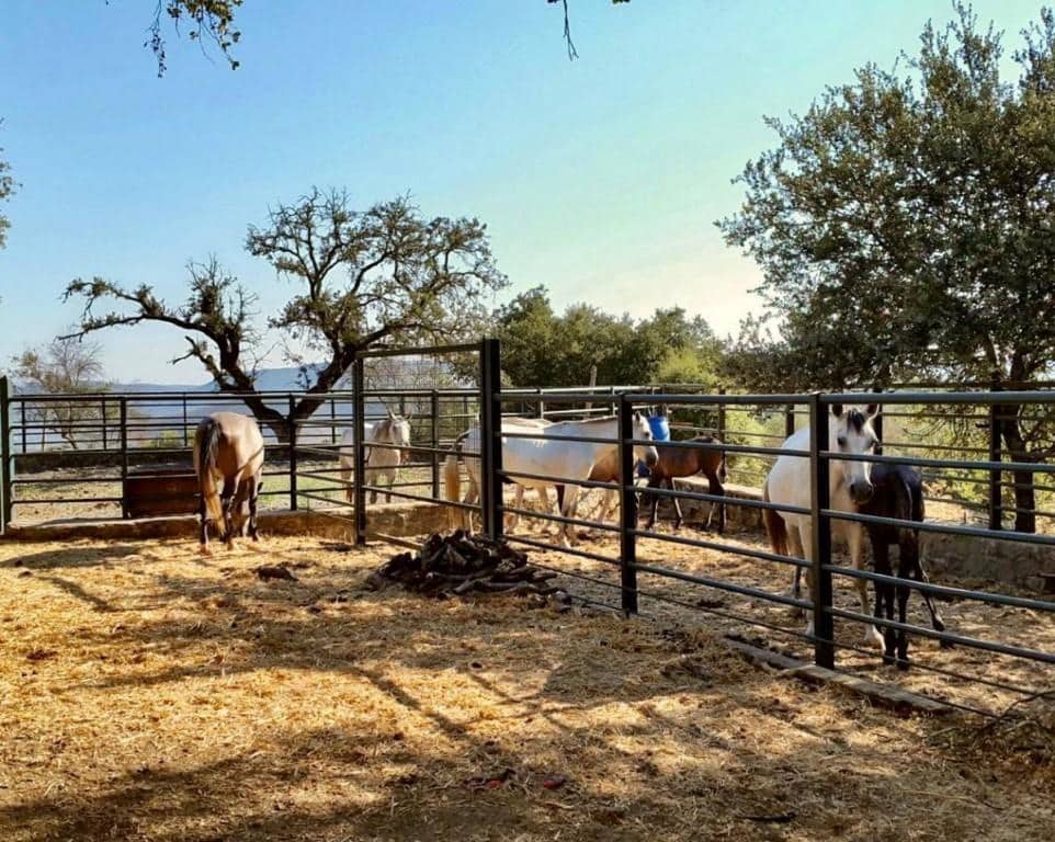 4 soveværelse Finca/Landehus til salg i La Nava - € 525.000 (Ref: 5455794)