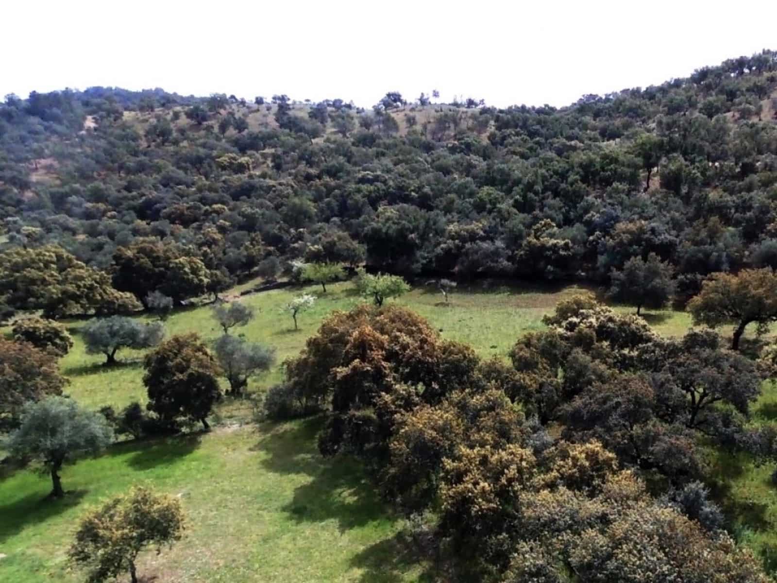 4 soveværelse Finca/Landehus til salg i La Nava - € 525.000 (Ref: 5455794)