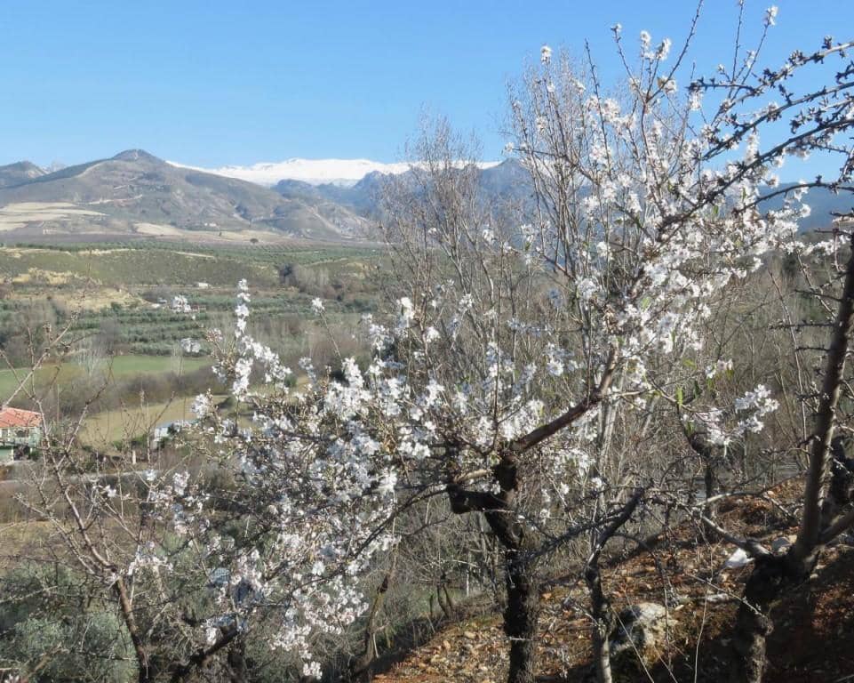 6 camera da letto Finca/Casa di Campagna in vendita in Dilar - 420.500 € (Rif: 5455807)