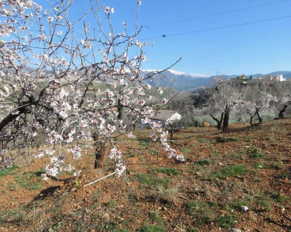 6 camera da letto Finca/Casa di Campagna in vendita in Dilar - 420.500 € (Rif: 5455807)