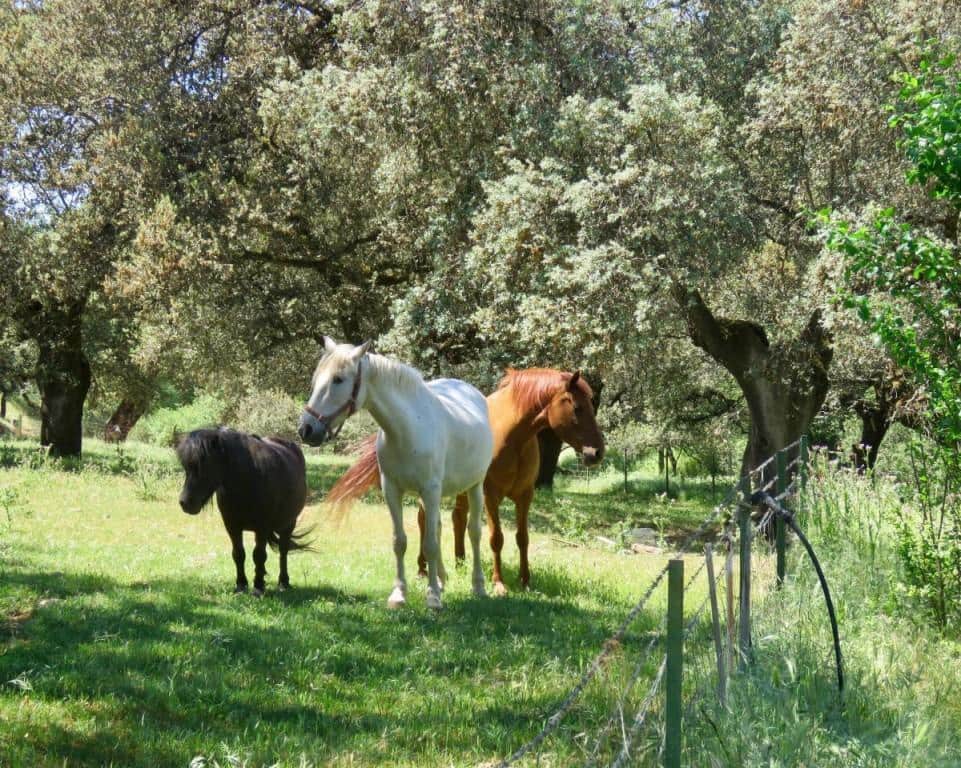 7 soverom Finca/Herregård til salgs i Almaden de la Plata med svømmebasseng - € 650 000 (Ref: 5455813)