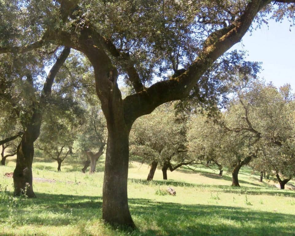 7 soverom Finca/Herregård til salgs i Almaden de la Plata med svømmebasseng - € 650 000 (Ref: 5455813)