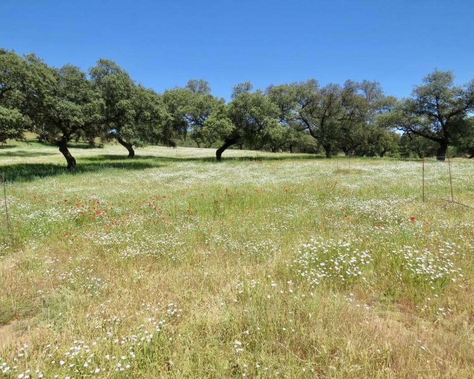7 soverom Finca/Herregård til salgs i Almaden de la Plata med svømmebasseng - € 650 000 (Ref: 5455813)