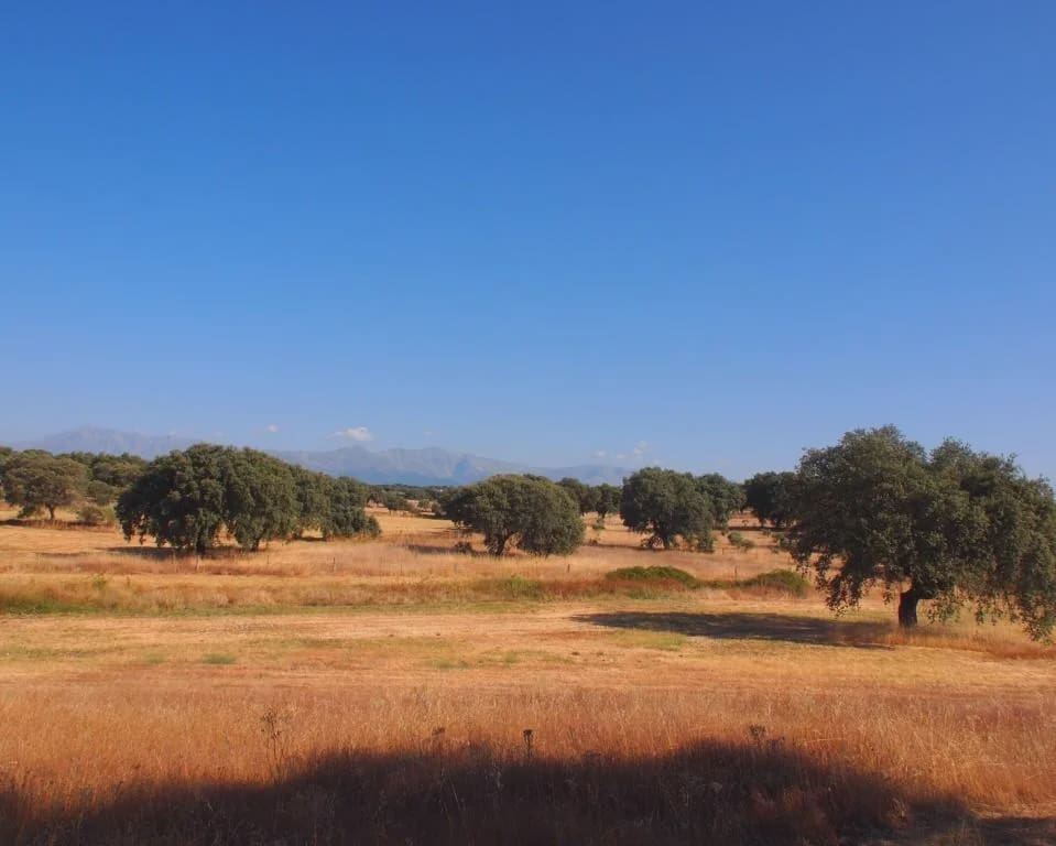 10 quarto Quinta/Casa Rural para venda em Parrillas com piscina - 1 050 000 € (Ref: 5755661)