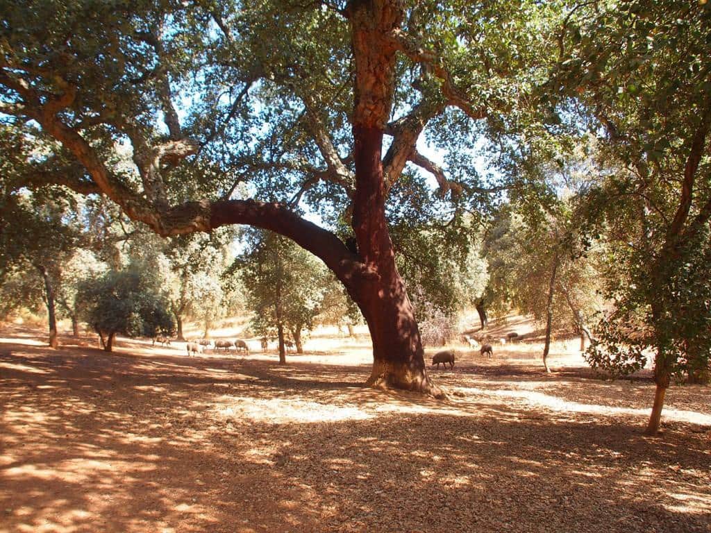 5 soveværelse Finca/Landehus til salg i Constantina med swimmingpool - € 1.600.000 (Ref: 5910050)