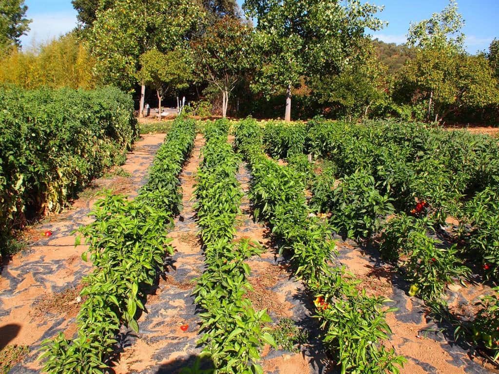 5 soveværelse Finca/Landehus til salg i Constantina med swimmingpool - € 1.600.000 (Ref: 5910050)