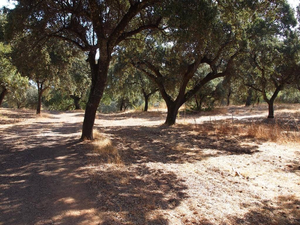 5 soveværelse Finca/Landehus til salg i Constantina med swimmingpool - € 1.600.000 (Ref: 5910050)