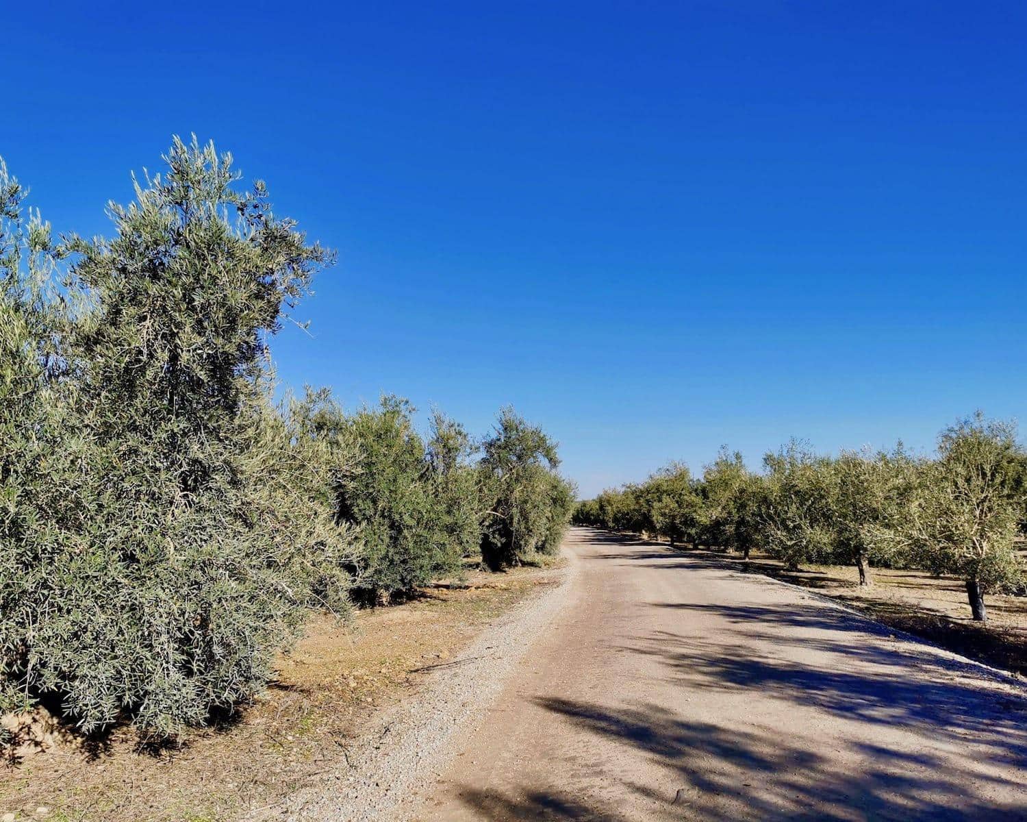 9 soveværelse Hotel til salg i Aguilar de la Frontera med swimmingpool - € 600.000 (Ref: 6499534)