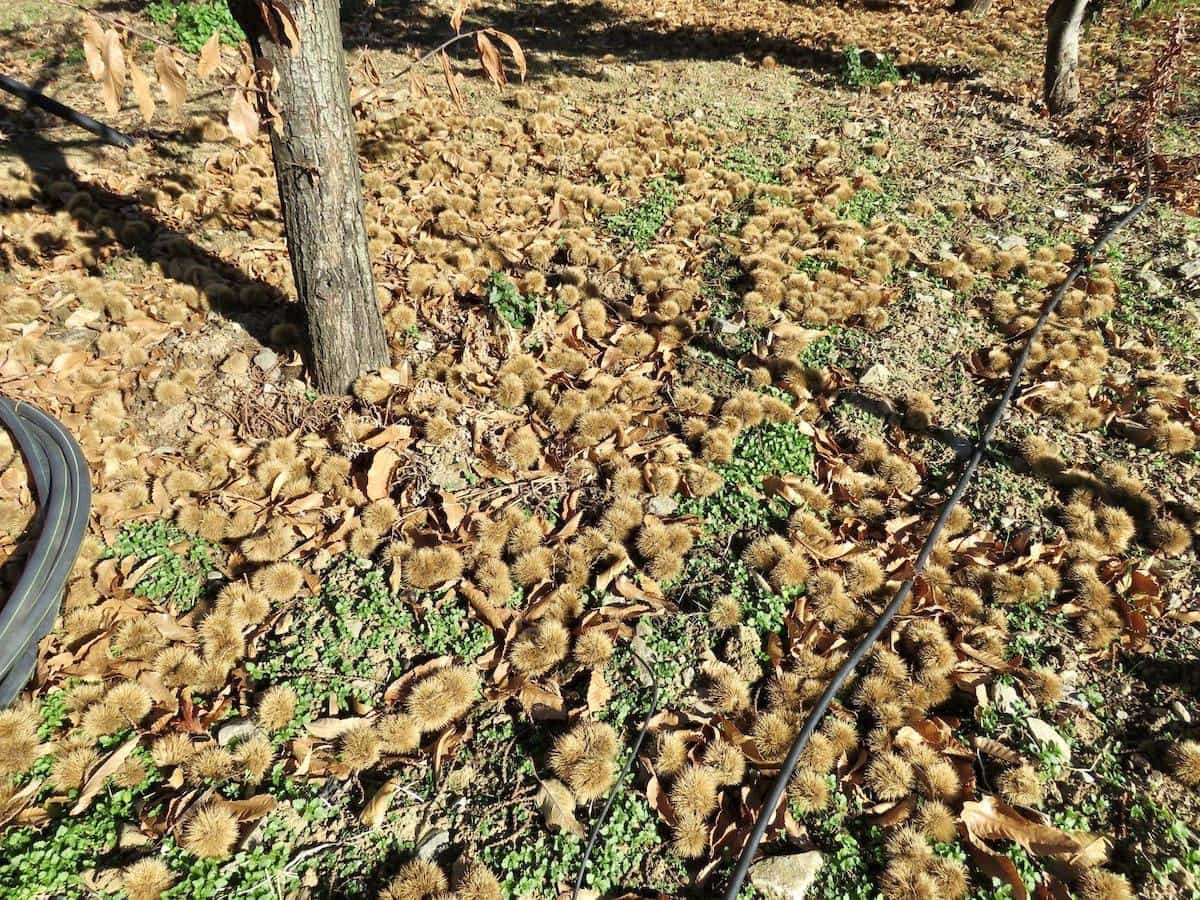 2 soveværelse Finca/Landehus til salg i Guejar Sierra - € 350.000 (Ref: 6581081)