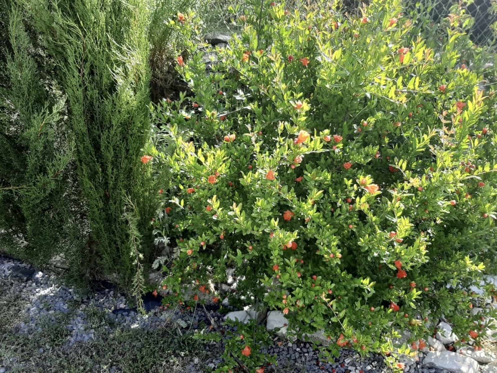 7 soveværelse Finca/Landehus til salg i Montefrio med swimmingpool garage - € 450.000 (Ref: 7131315)