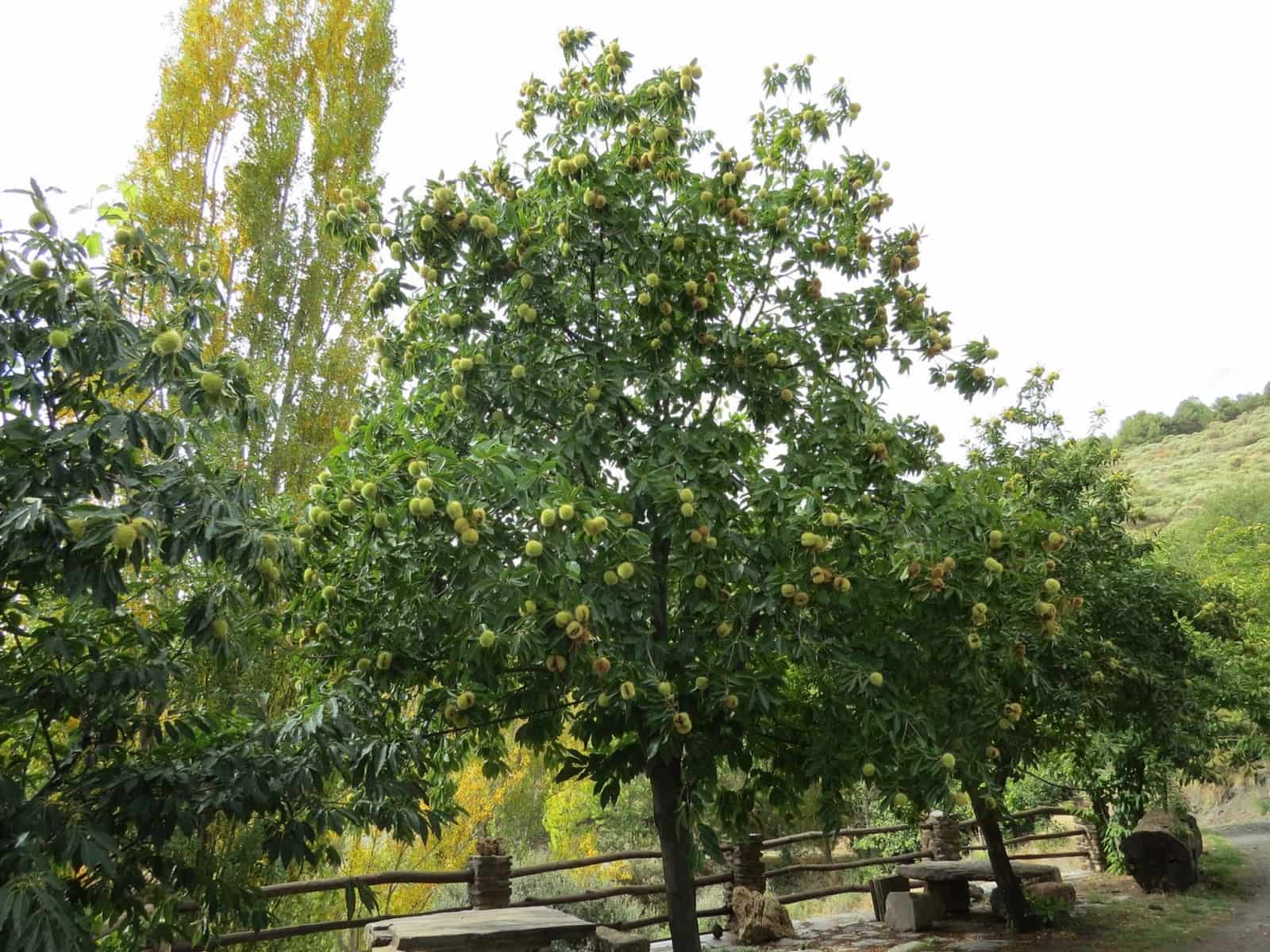 3 bedroom Finca/Country House for sale in Valor - € 240,000 (Ref: 7165997)