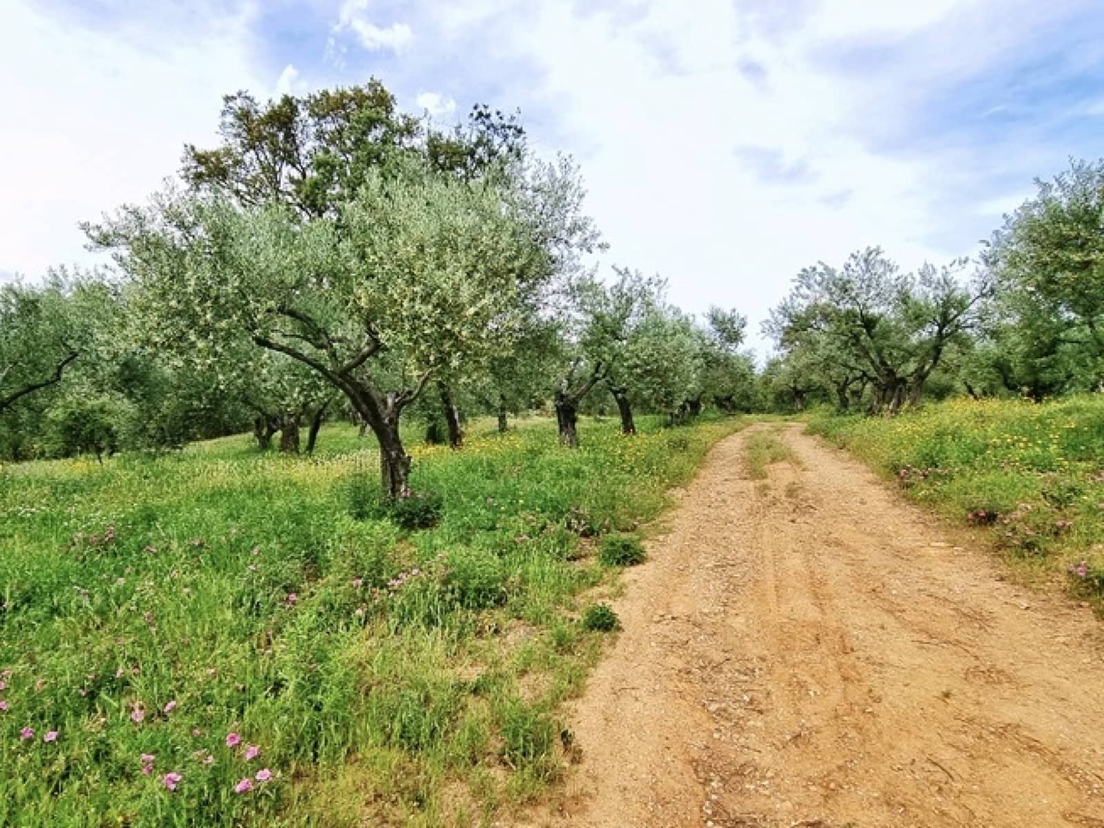 4 soveværelse Finca/Landehus til salg i La Nava med swimmingpool - € 520.000 (Ref: 7437588)