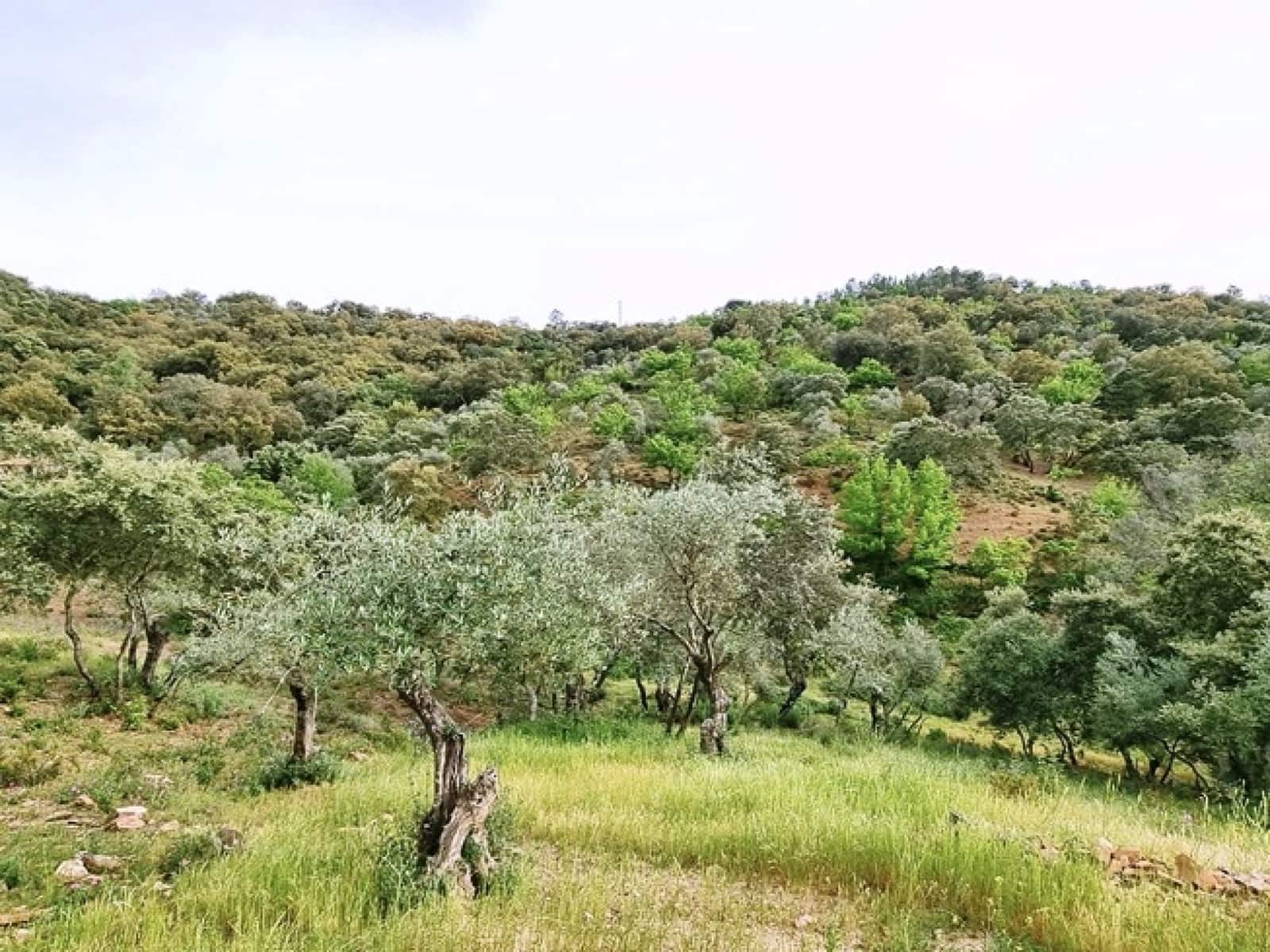 4 soveværelse Finca/Landehus til salg i La Nava med swimmingpool - € 520.000 (Ref: 7437588)