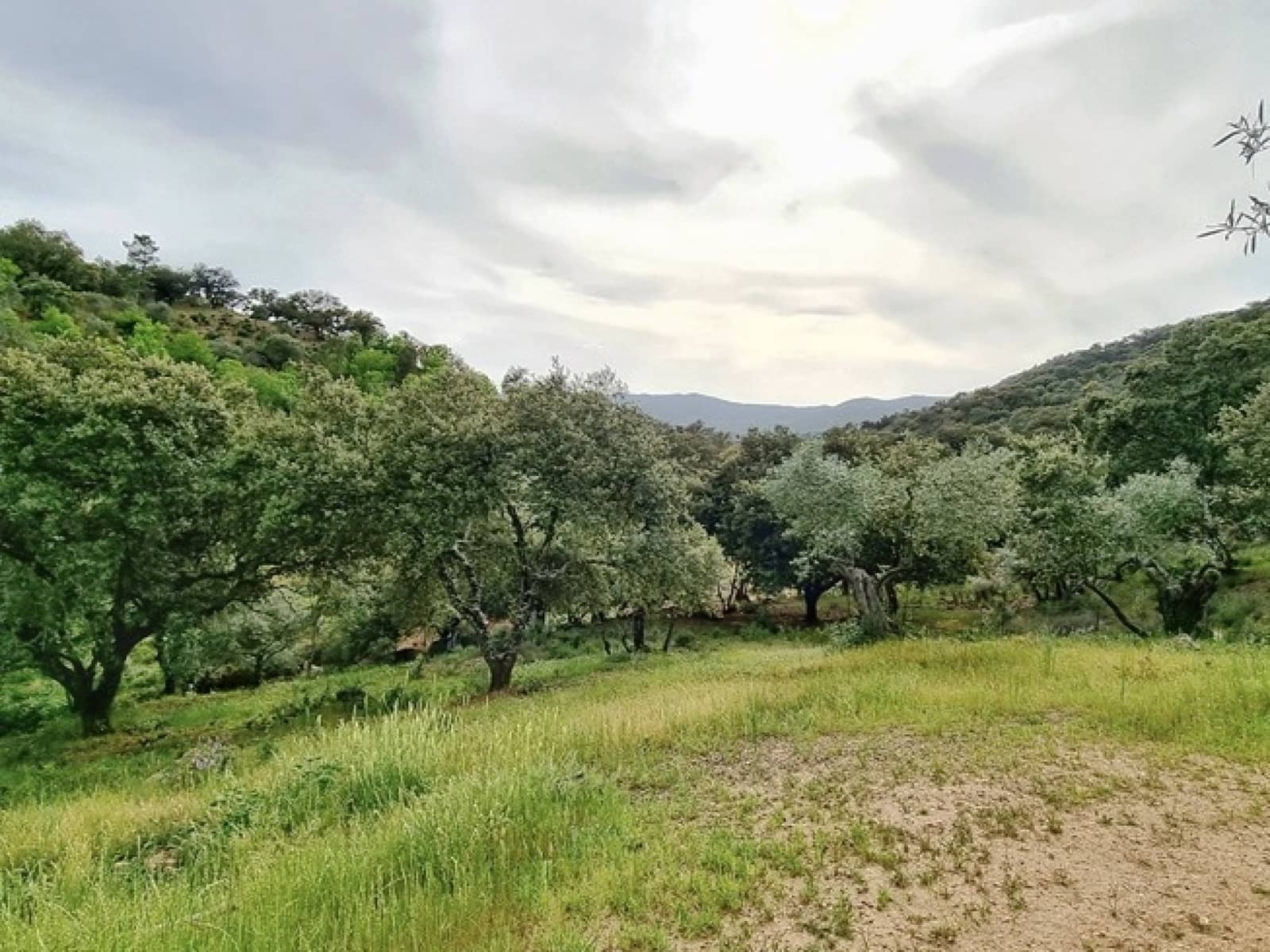 4 soveværelse Finca/Landehus til salg i La Nava med swimmingpool - € 520.000 (Ref: 7437588)