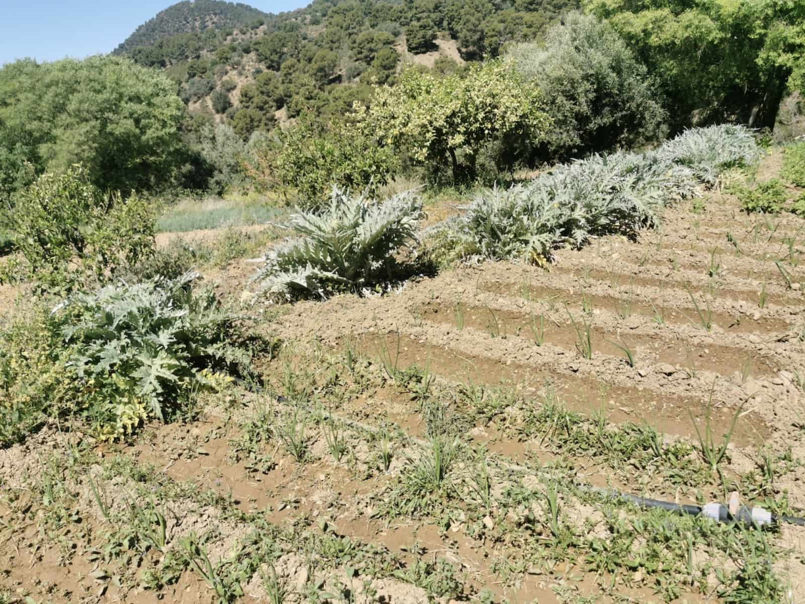 9 soverom Finca/Herregård til salgs i Colmenar med svømmebasseng garasje - € 850 000 (Ref: 7585685)