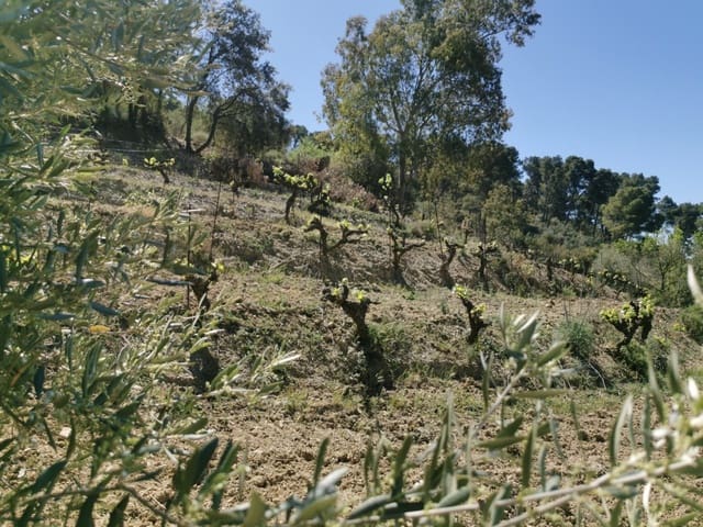 9 soverom Finca/Herregård til salgs i Colmenar med svømmebasseng garasje - € 850 000 (Ref: 7585685)