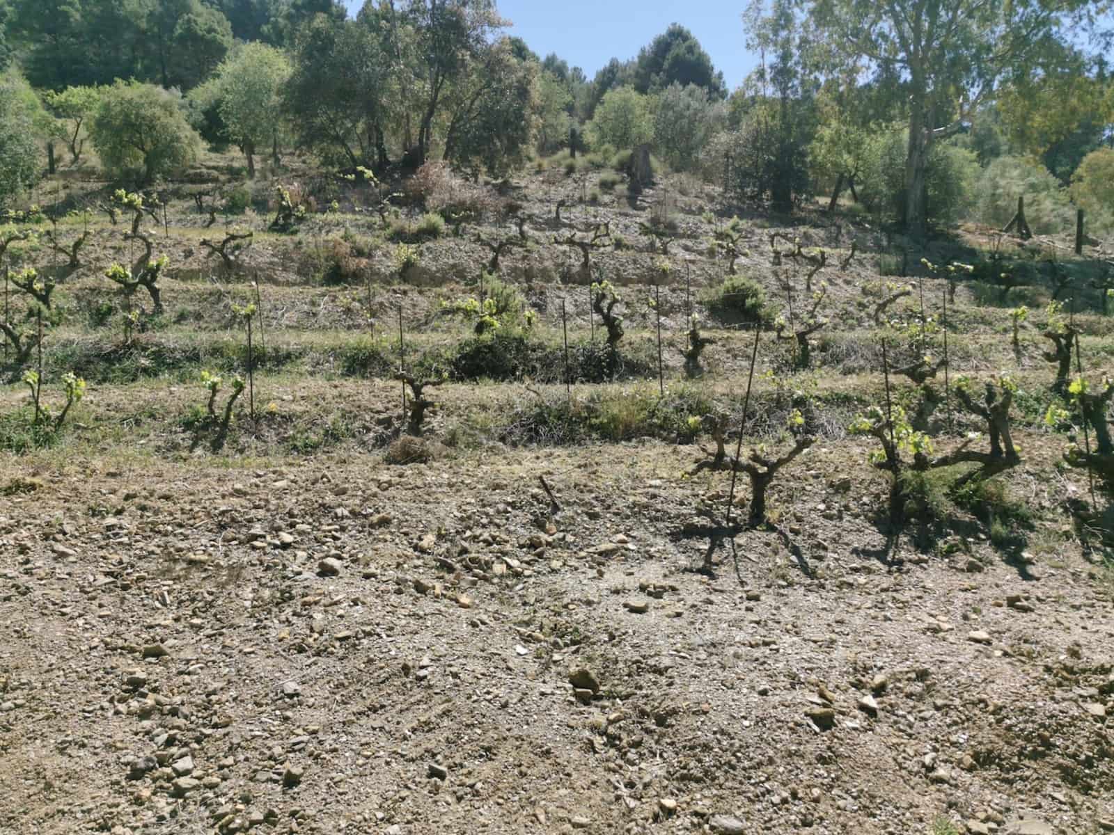 9 soverom Finca/Herregård til salgs i Colmenar med svømmebasseng garasje - € 850 000 (Ref: 7585685)