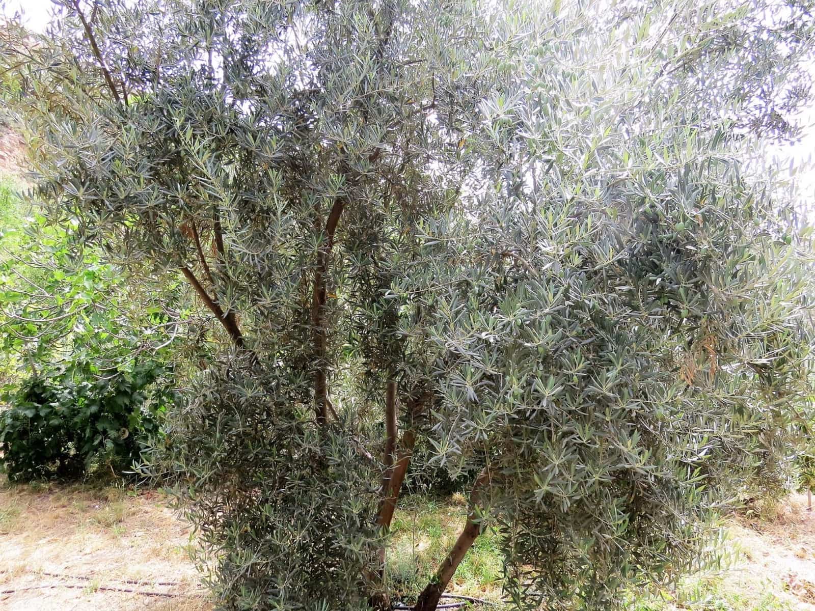 3 soveværelse Finca/Landehus til salg i Castaras - € 135.000 (Ref: 7720793)