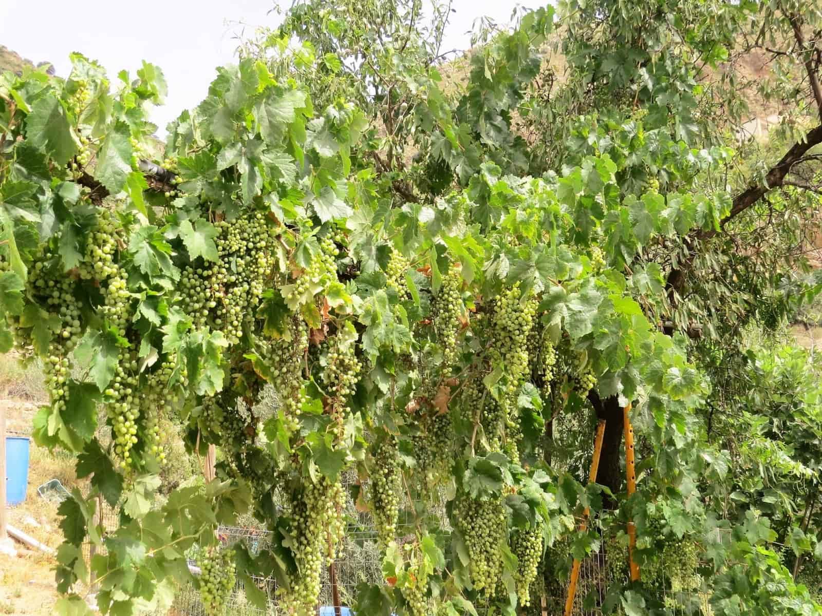 3 soveværelse Finca/Landehus til salg i Castaras - € 135.000 (Ref: 7720793)