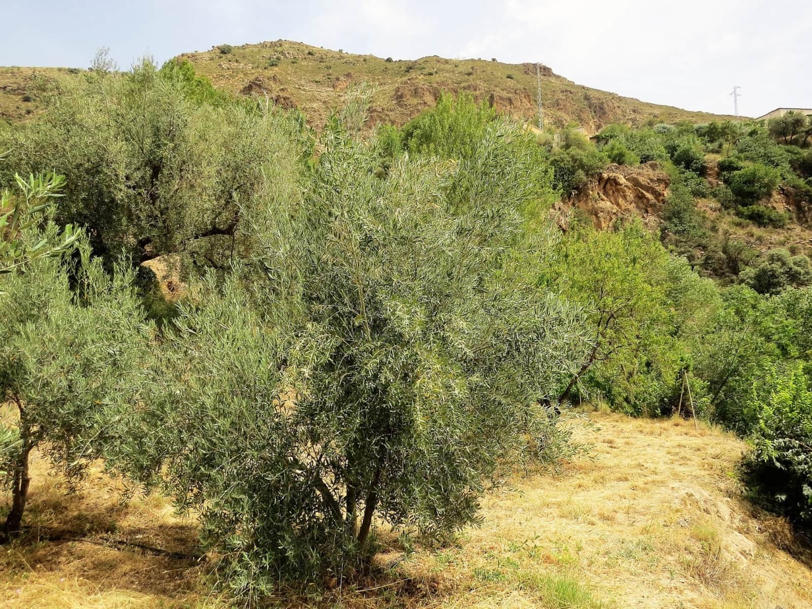 3 soveværelse Finca/Landehus til salg i Castaras - € 135.000 (Ref: 7720793)