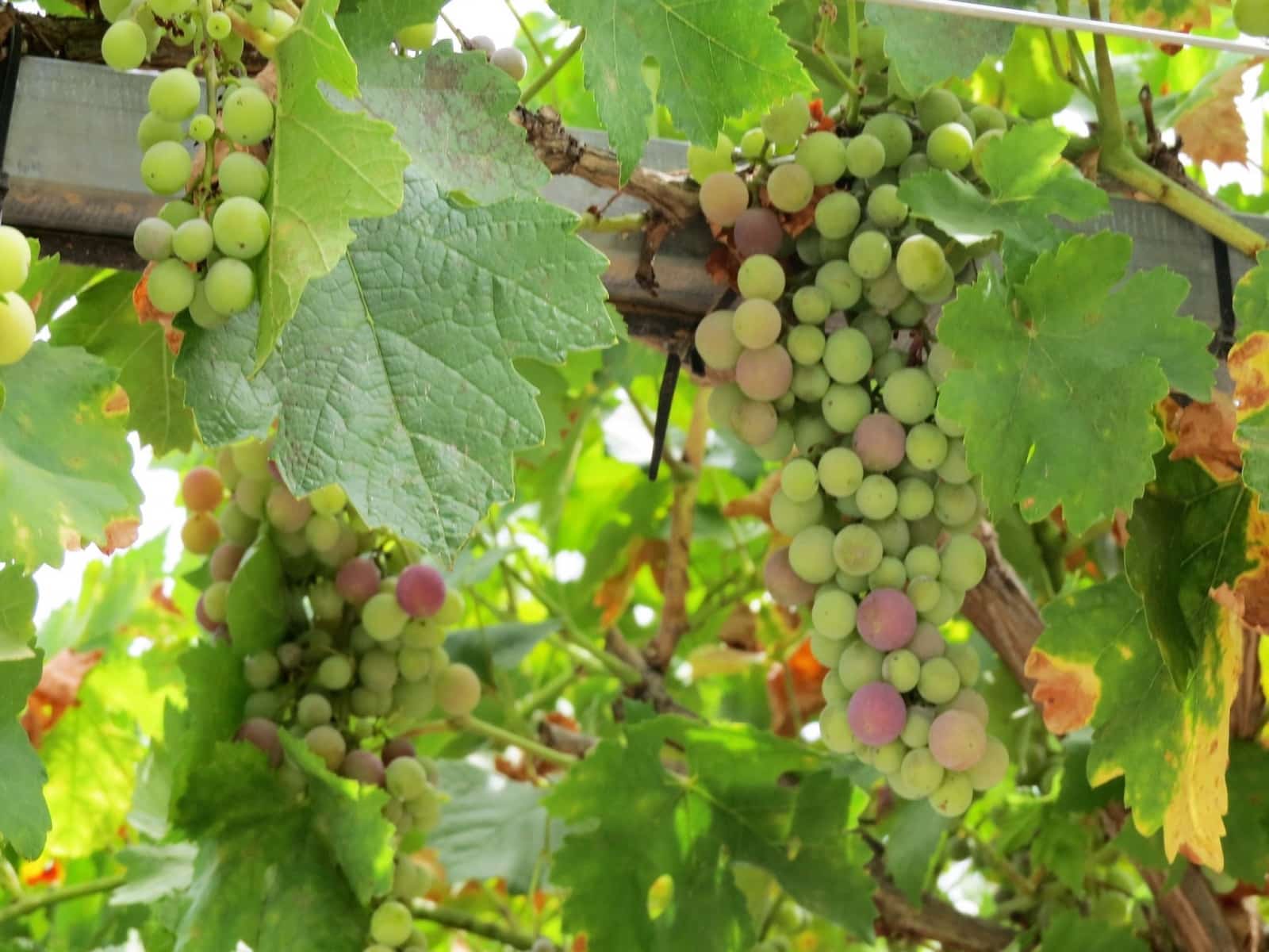 3 soveværelse Finca/Landehus til salg i Castaras - € 135.000 (Ref: 7720793)