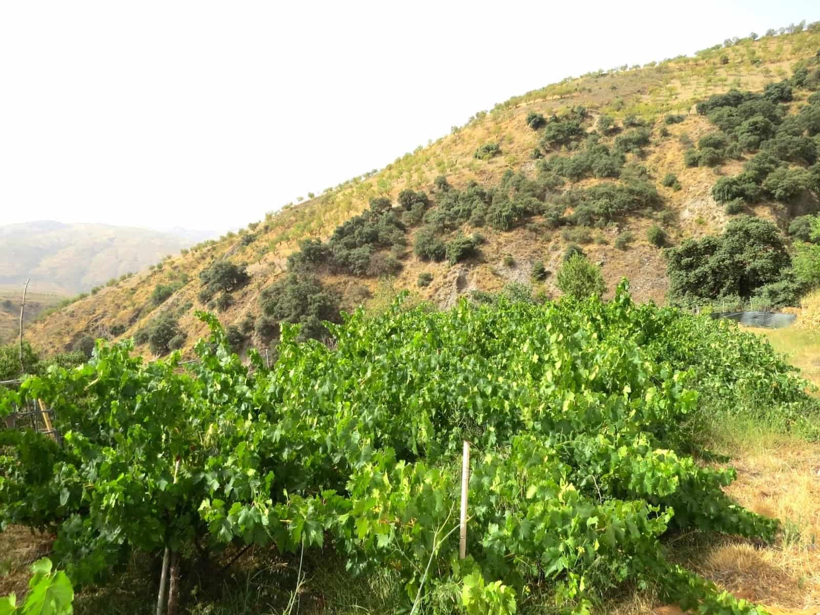 3 soveværelse Finca/Landehus til salg i Castaras - € 135.000 (Ref: 7720793)