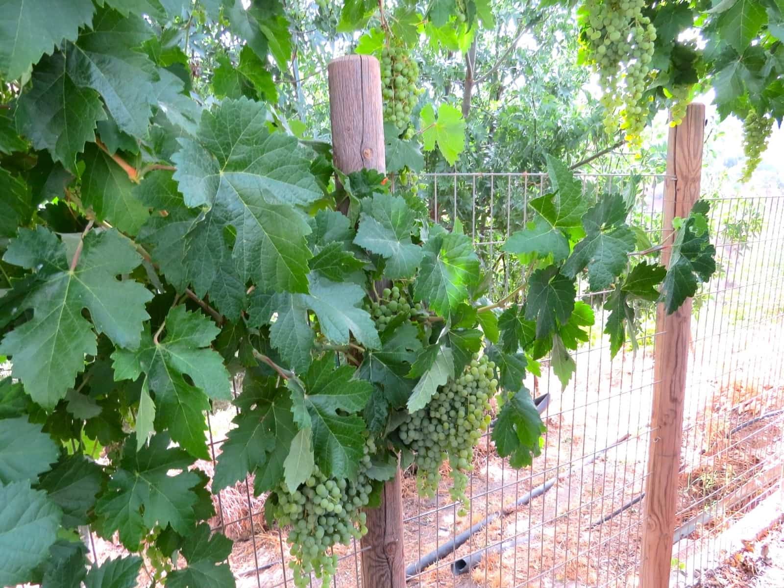 3 soveværelse Finca/Landehus til salg i Castaras - € 135.000 (Ref: 7720793)