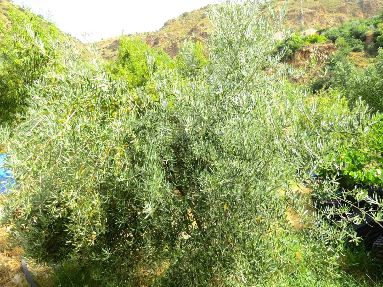 3 soveværelse Finca/Landehus til salg i Castaras - € 135.000 (Ref: 7720793)