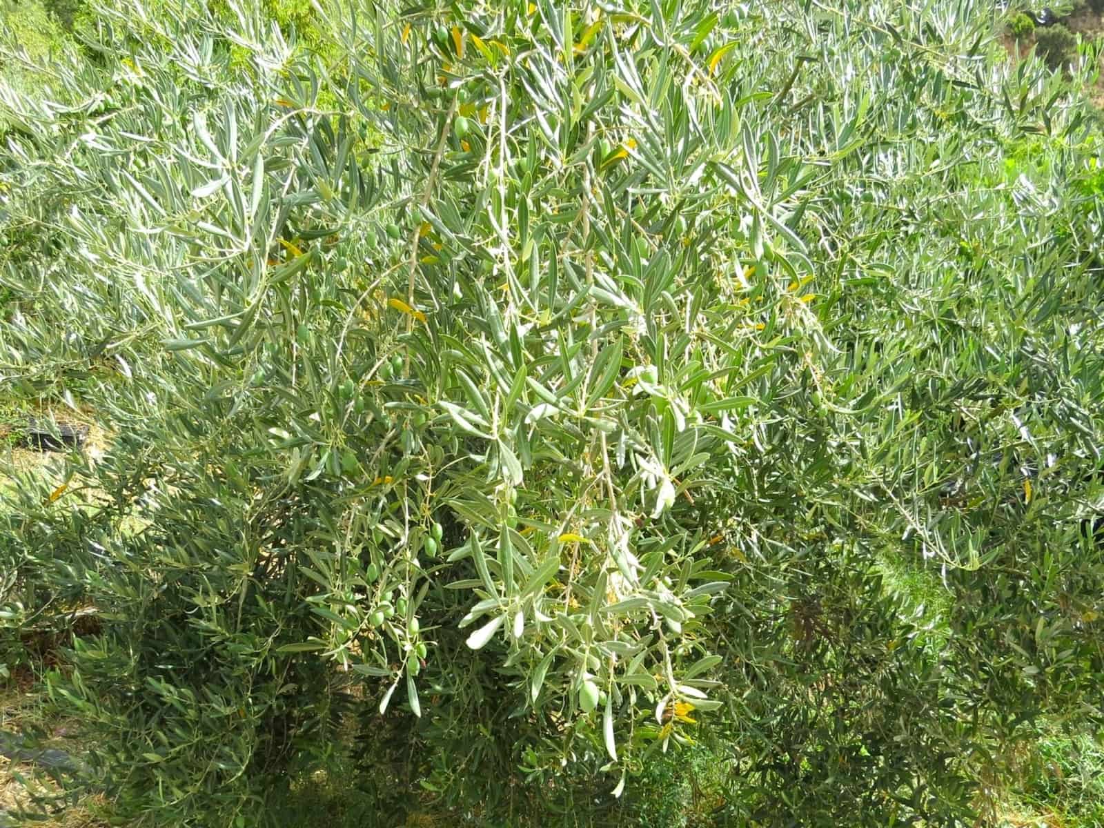 3 soveværelse Finca/Landehus til salg i Castaras - € 135.000 (Ref: 7720793)