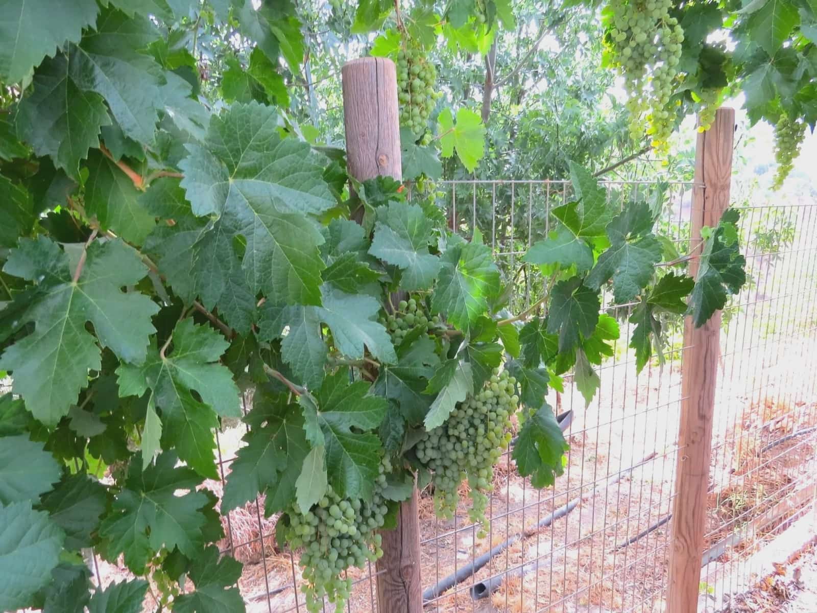 3 soveværelse Finca/Landehus til salg i Castaras - € 135.000 (Ref: 7720793)