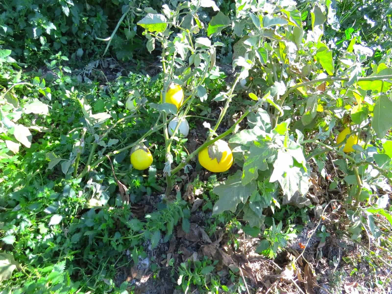 2 soveværelse Finca/Landehus til salg i Valor - € 180.000 (Ref: 8007143)