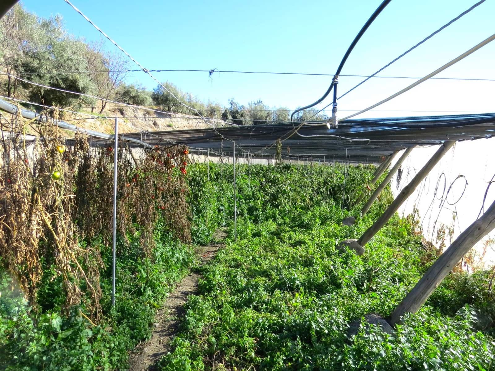 2 soveværelse Finca/Landehus til salg i Valor - € 180.000 (Ref: 8007143)