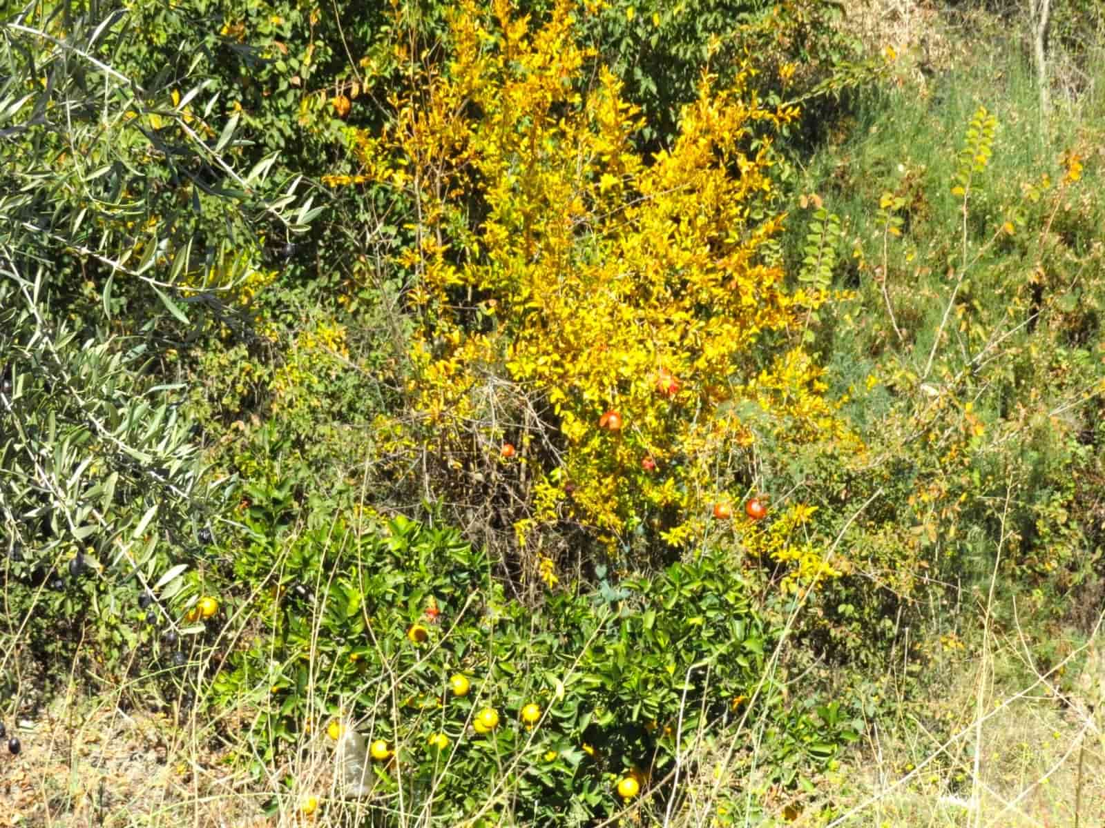 2 soveværelse Finca/Landehus til salg i Valor - € 180.000 (Ref: 8007143)