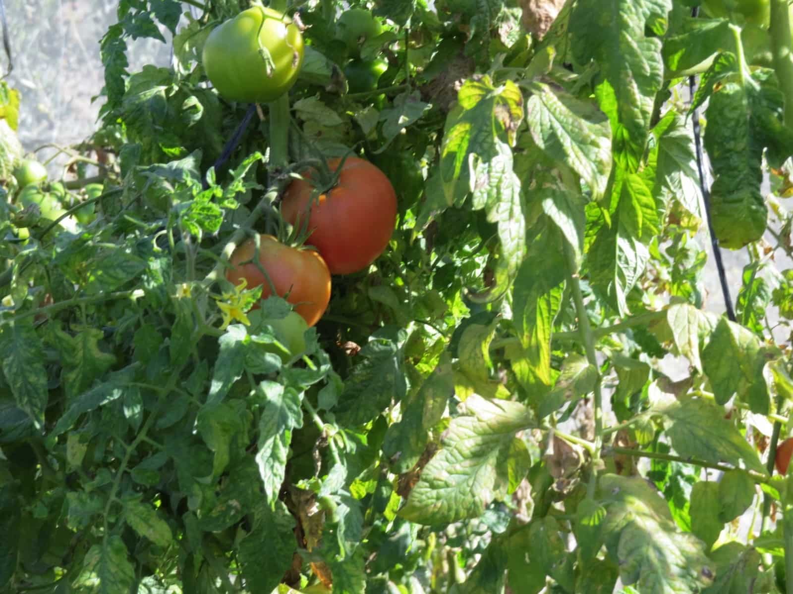 2 soveværelse Finca/Landehus til salg i Valor - € 180.000 (Ref: 8007143)