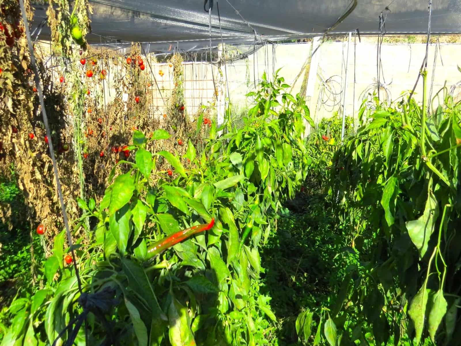 2 soveværelse Finca/Landehus til salg i Valor - € 180.000 (Ref: 8007143)