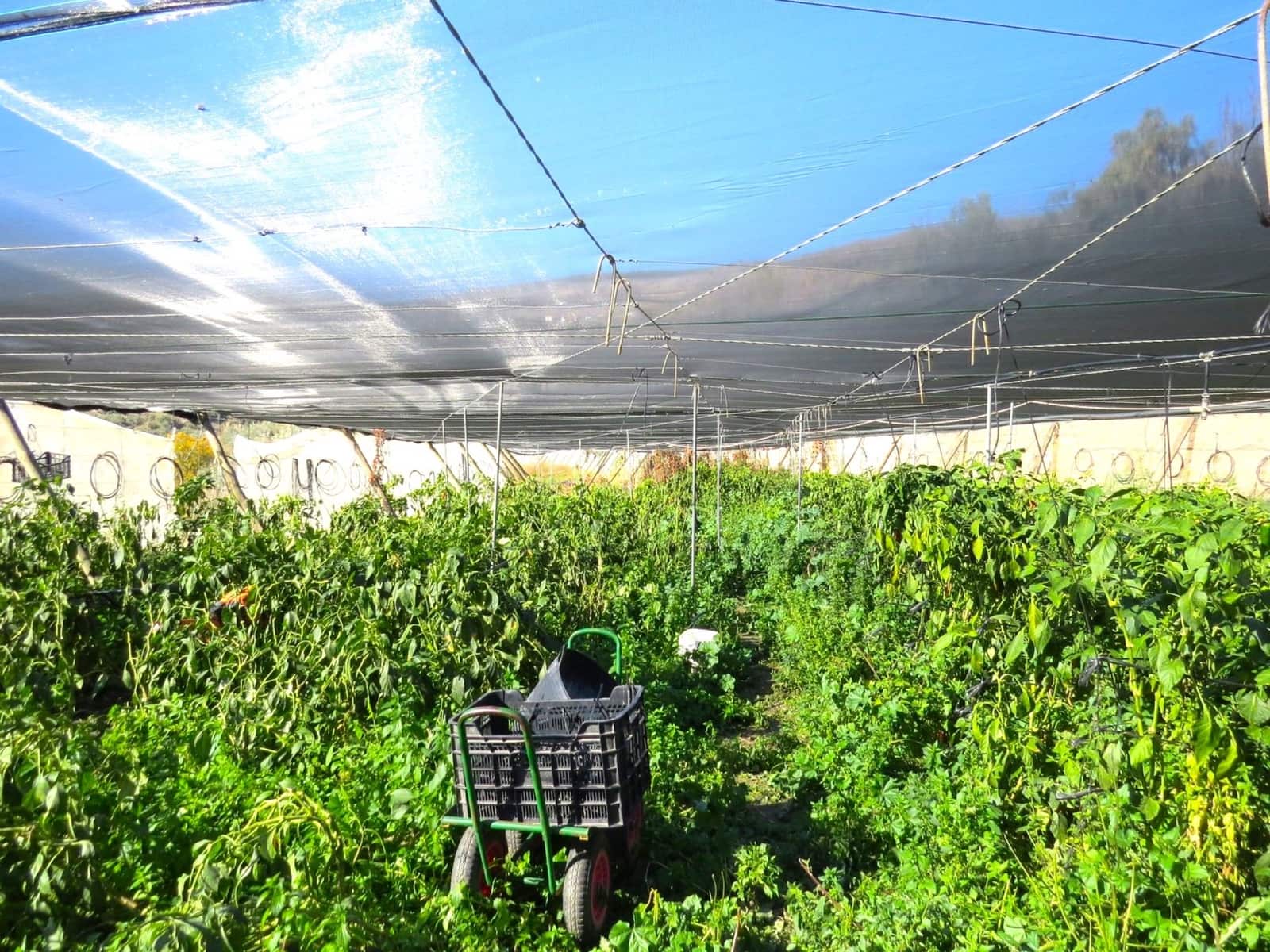 2 soveværelse Finca/Landehus til salg i Valor - € 180.000 (Ref: 8007143)