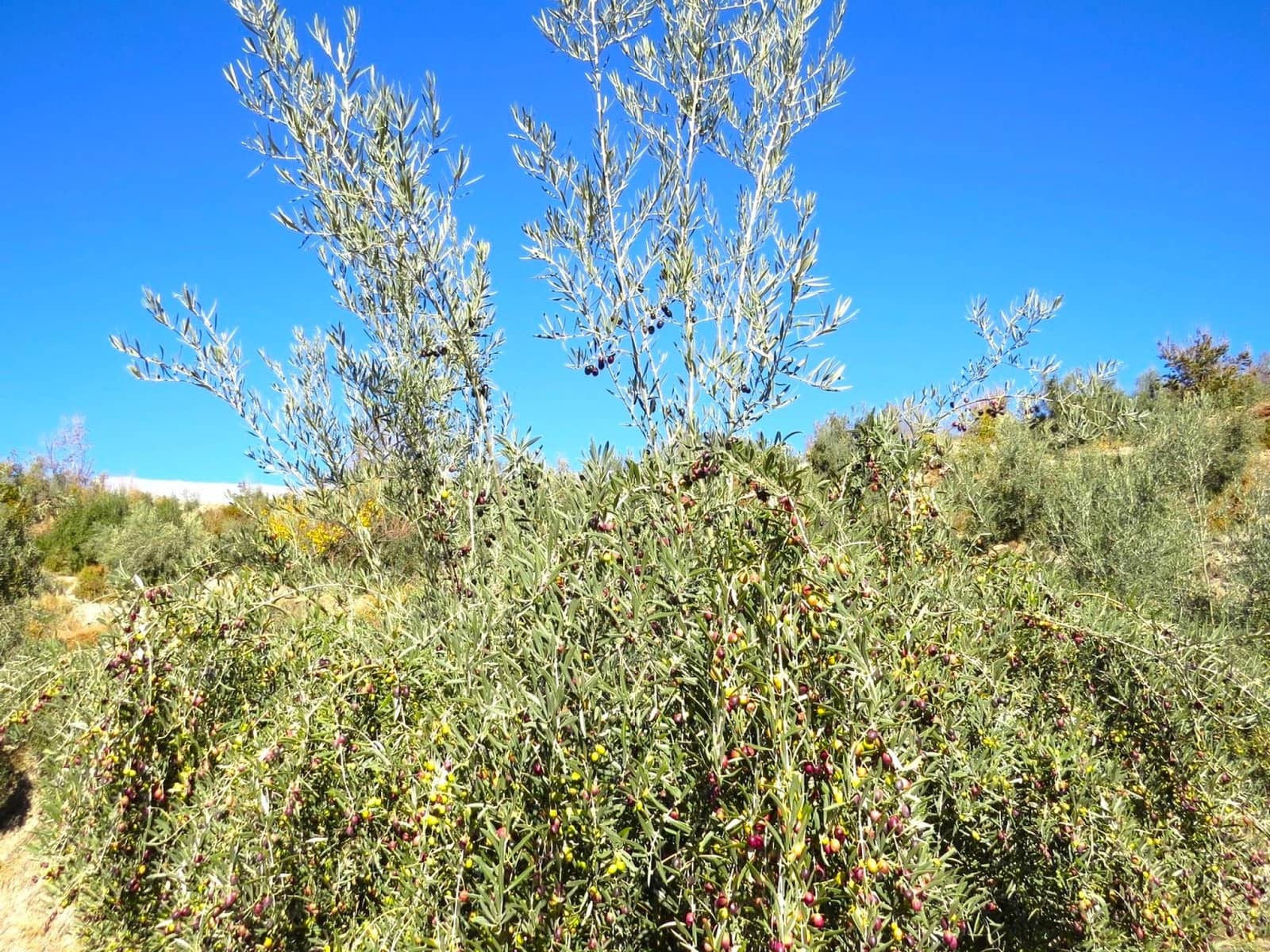 2 soveværelse Finca/Landehus til salg i Valor - € 180.000 (Ref: 8007143)