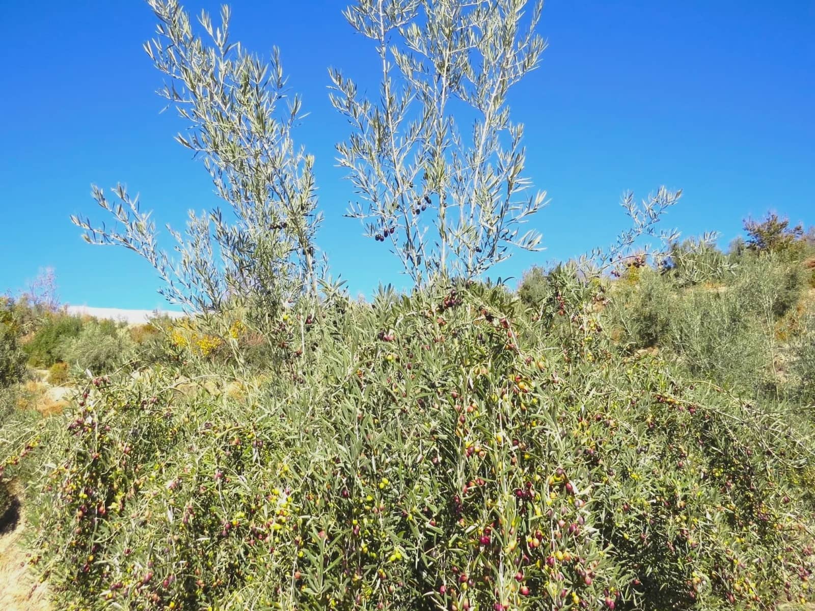 2 soveværelse Finca/Landehus til salg i Valor - € 160.000 (Ref: 8007143)
