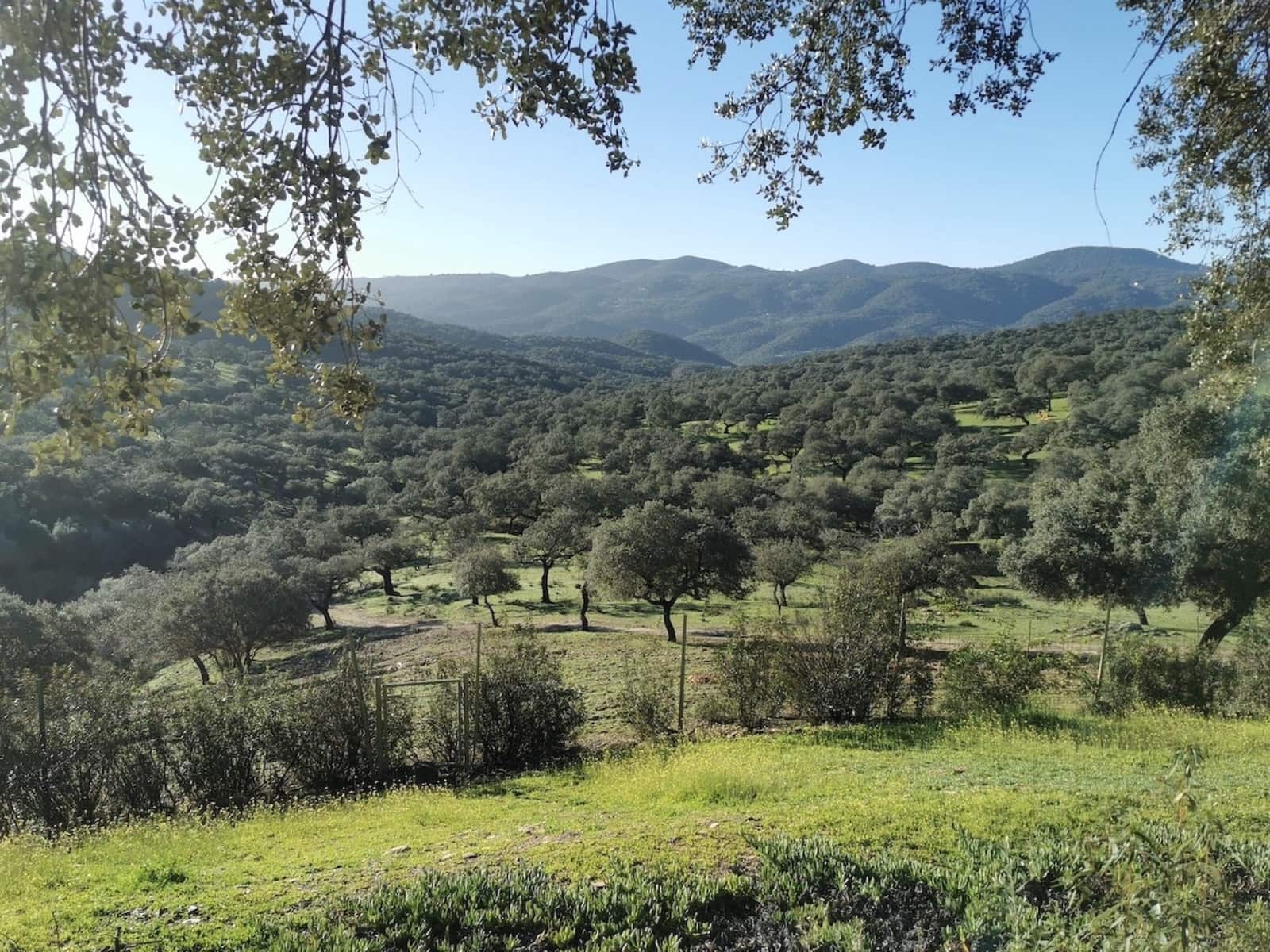 12 soveværelse Finca/Landehus til salg i Zufre med swimmingpool - € 1.300.000 (Ref: 8032506)