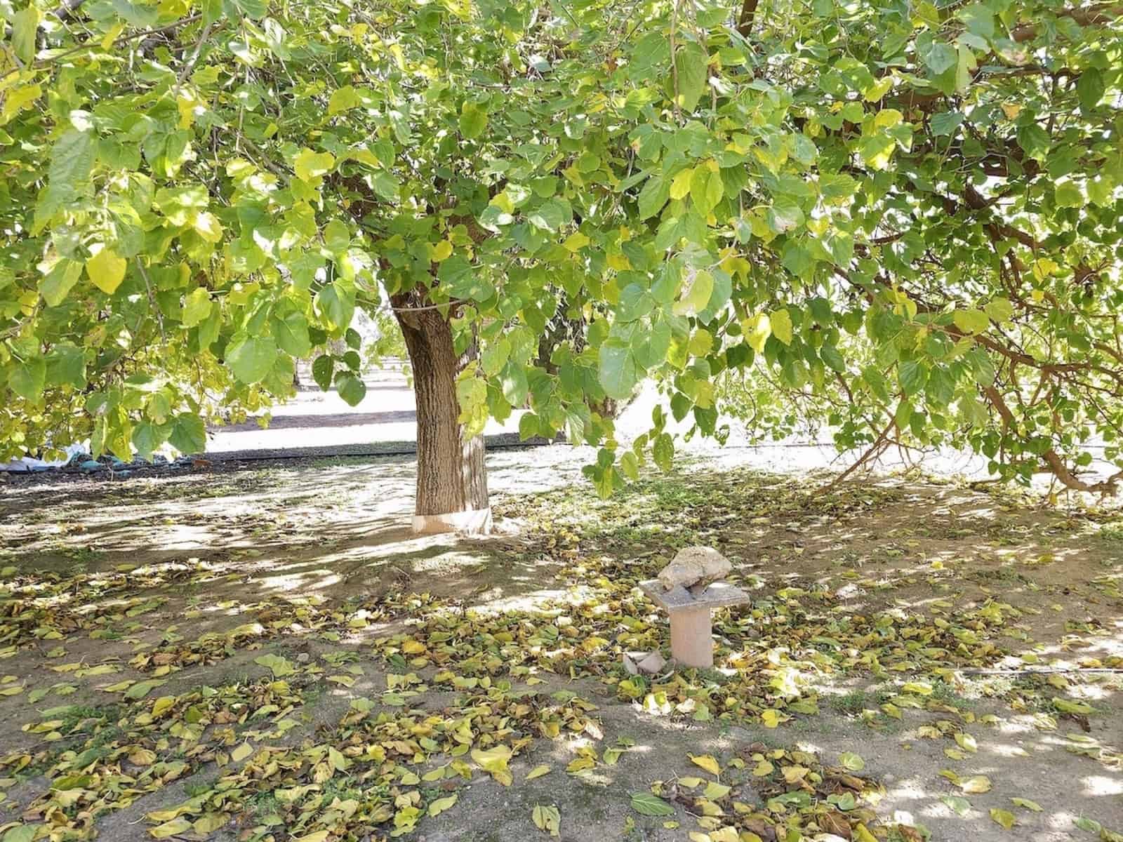 5 quarto Quinta/Casa Rural para venda em Puente Genil com piscina garagem - 400 000 € (Ref: 8074384)